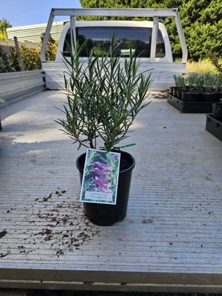 Eremophila Thunderbolt