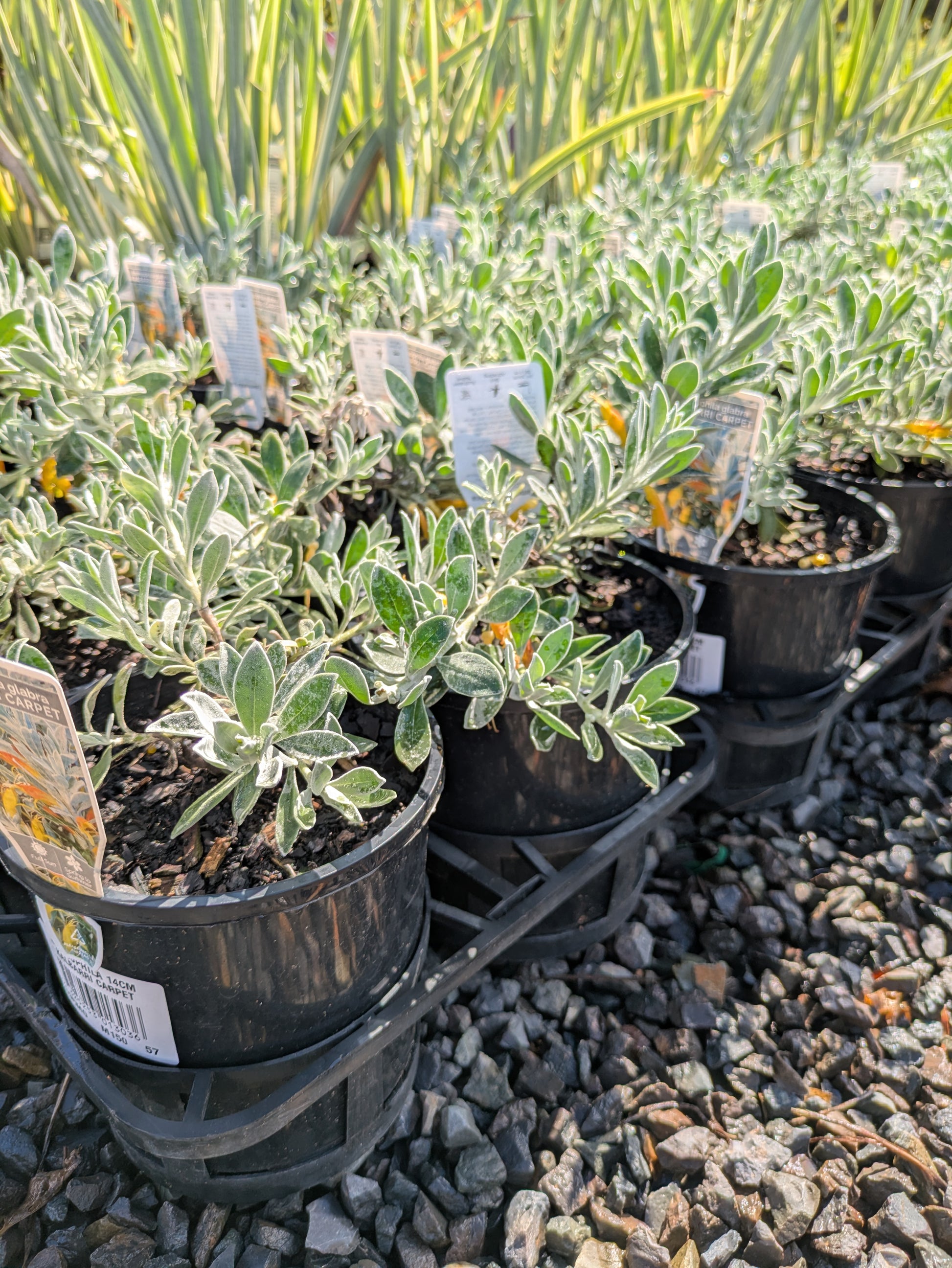the plant broker