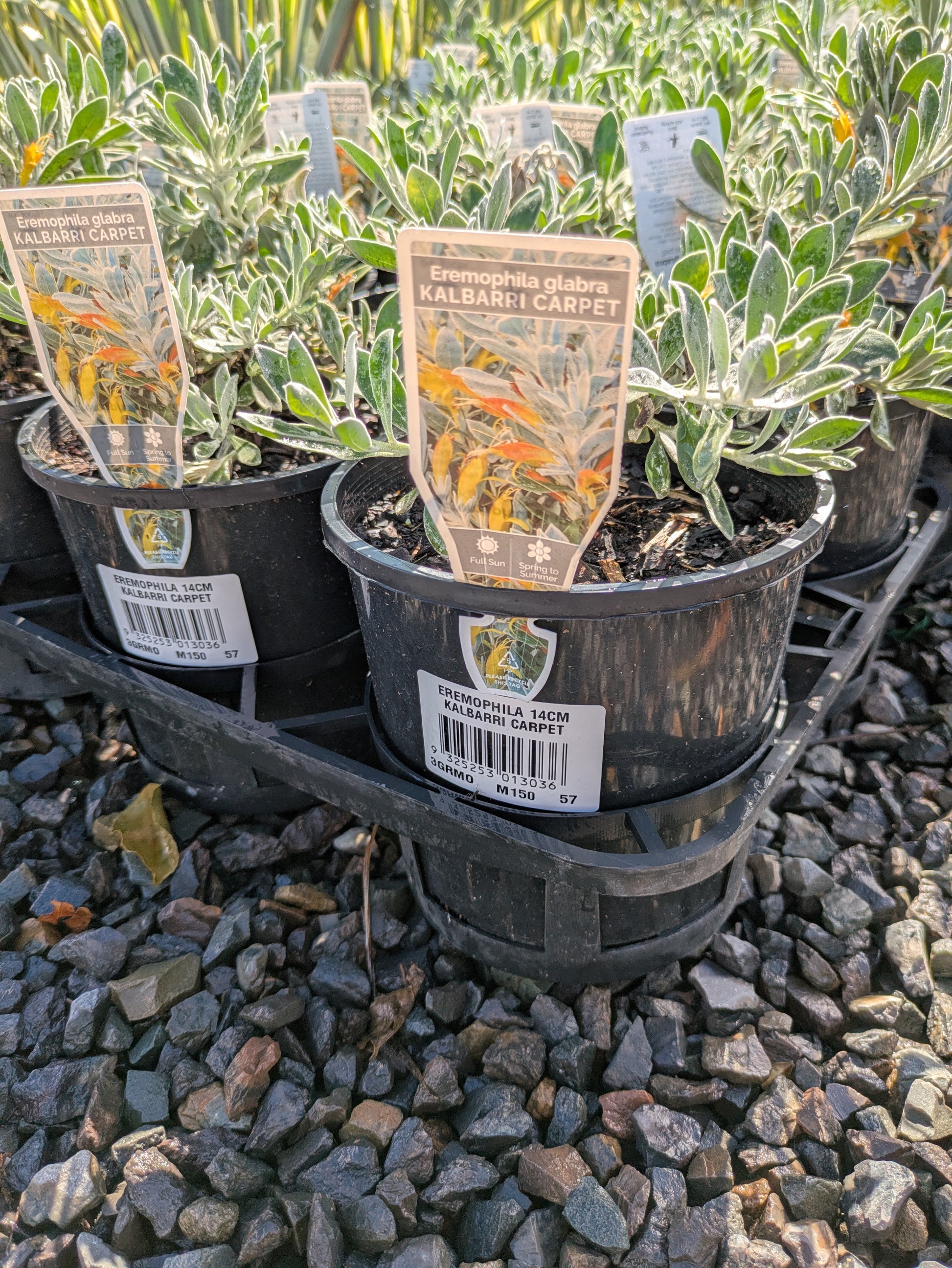 the plant broker