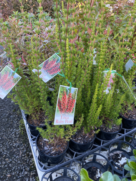the plant broker