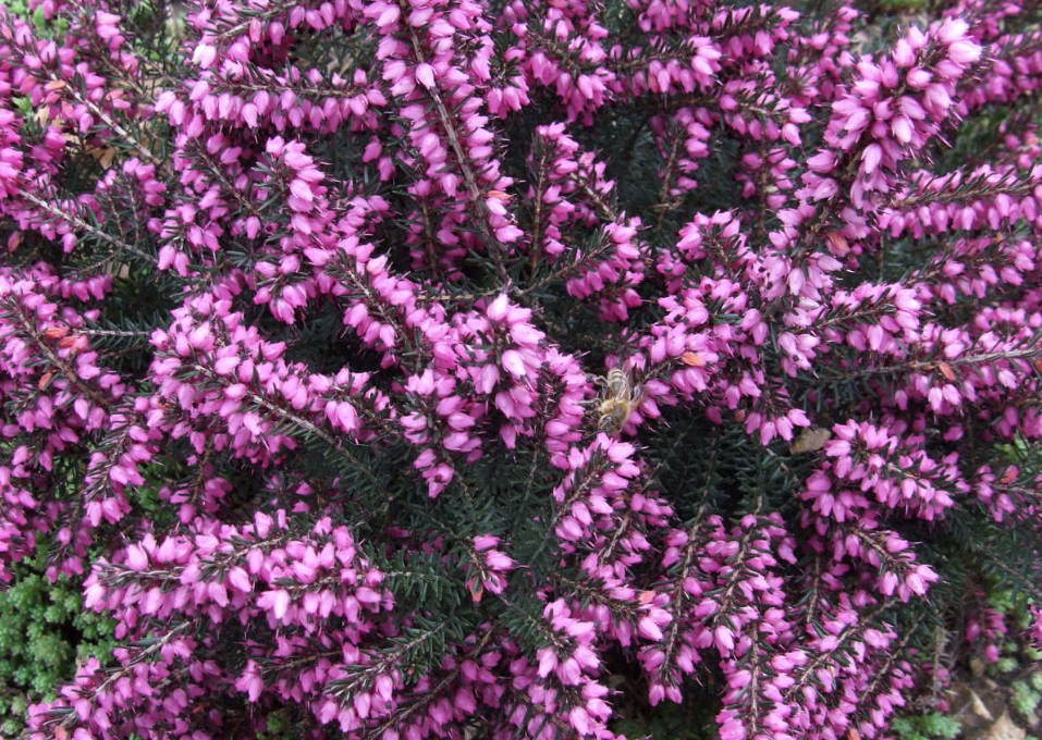 Erica darleyensis Pink