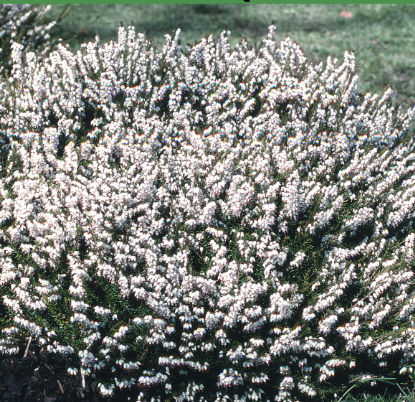Erica darleyensis White