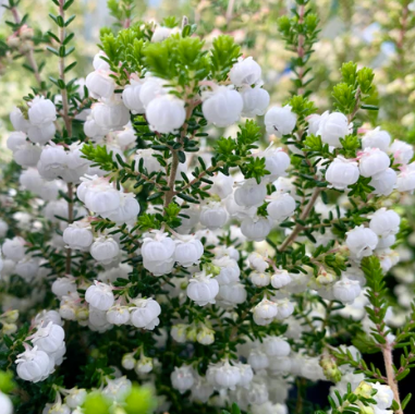Erica daviesii – The Plant Broker