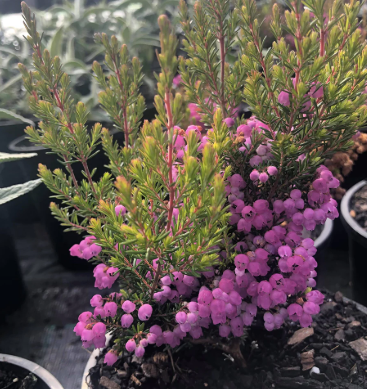 Erica melanthera Pink