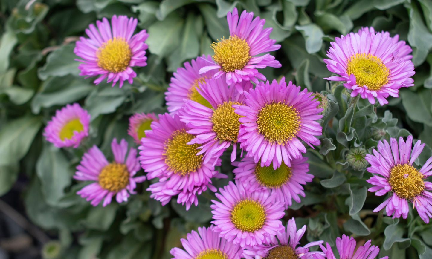 Erigeron ‘Sea Breeze’