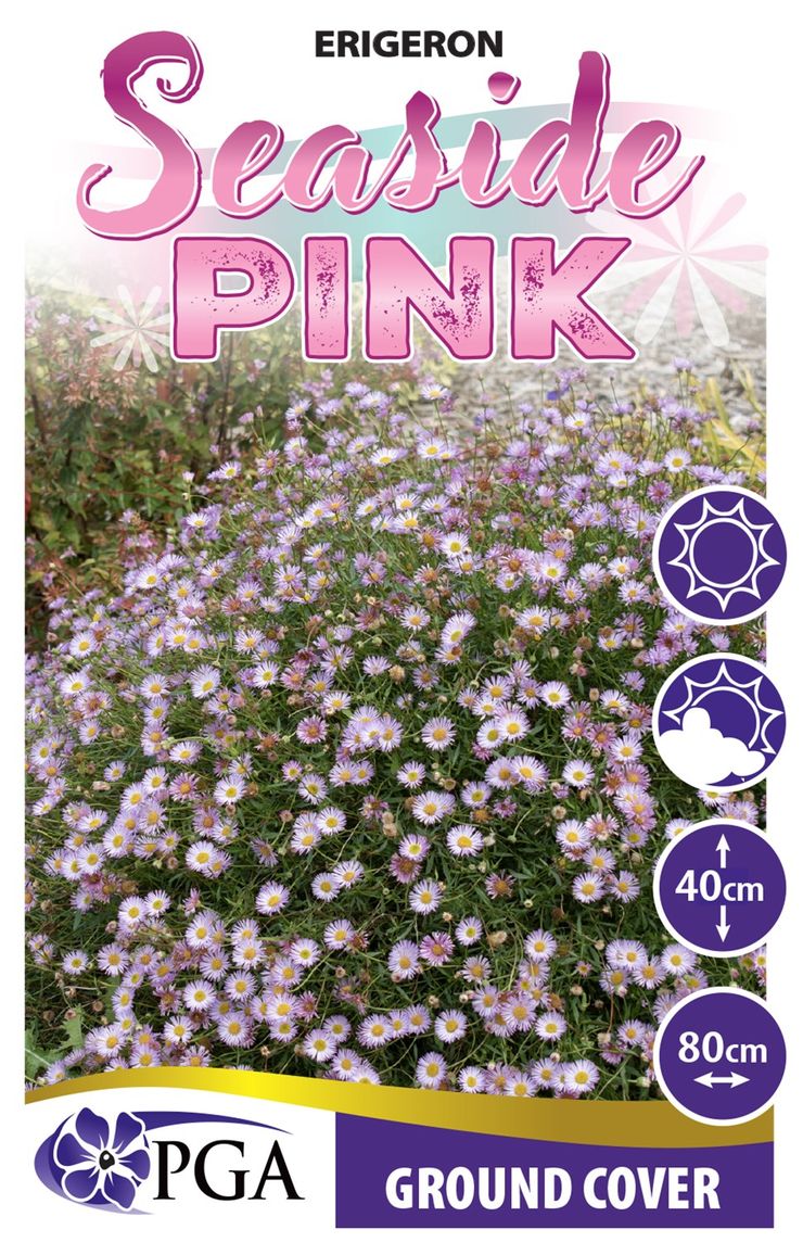 Erigeron ‘Seaside Pink’