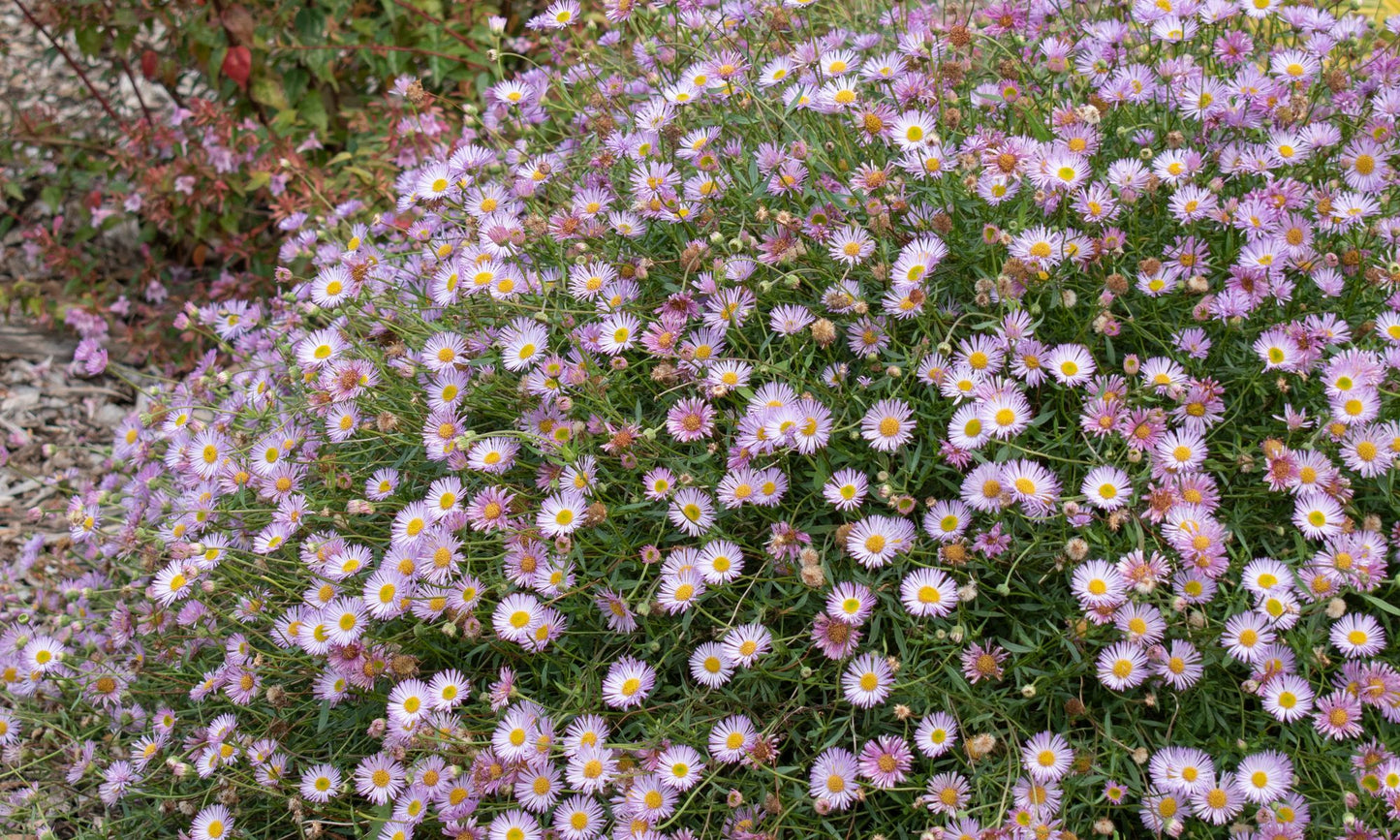 Erigeron ‘Seaside Pink’