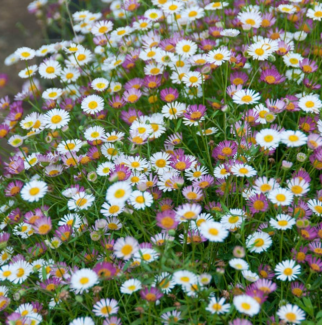 Erigeron karvinskianus Profusion