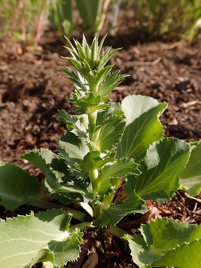 Eryngium planum Dwarf Blue Hobbit
