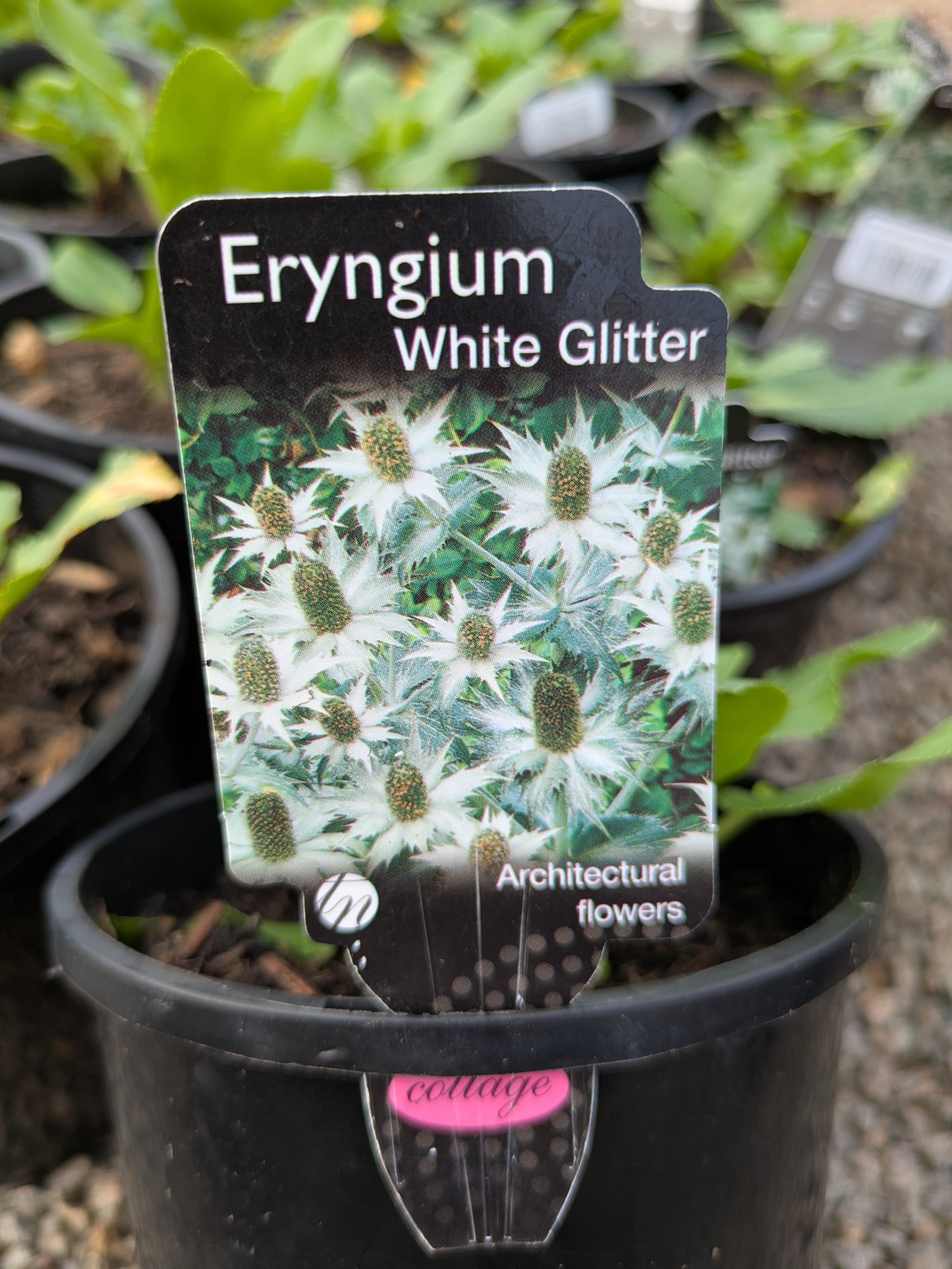 the plant broker
