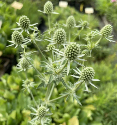 Eryngium planum White Glitter
