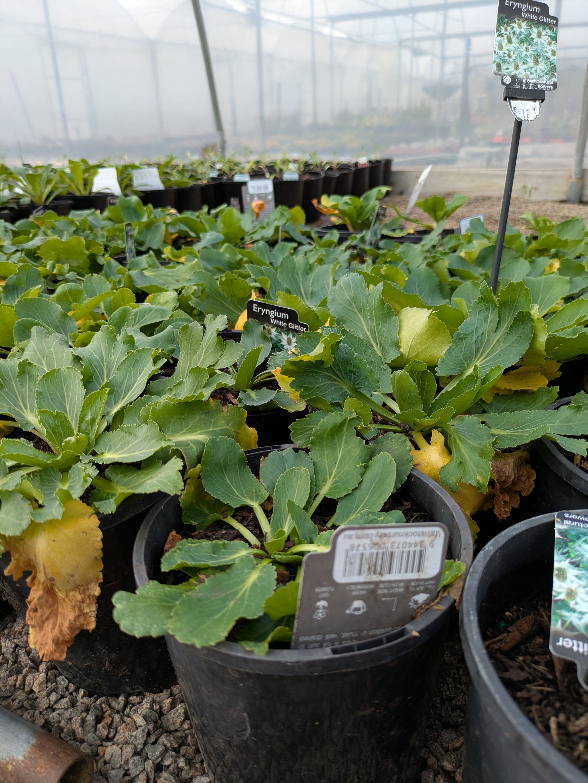 the plant broker
