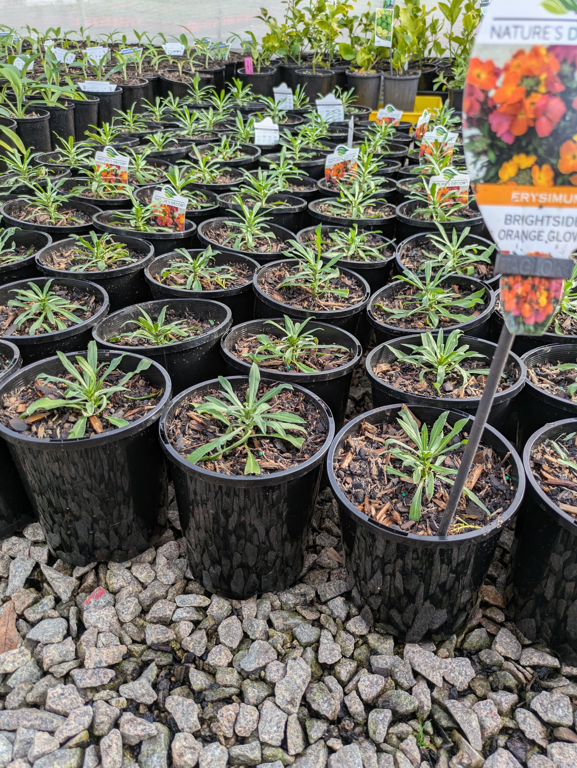 the plant broker