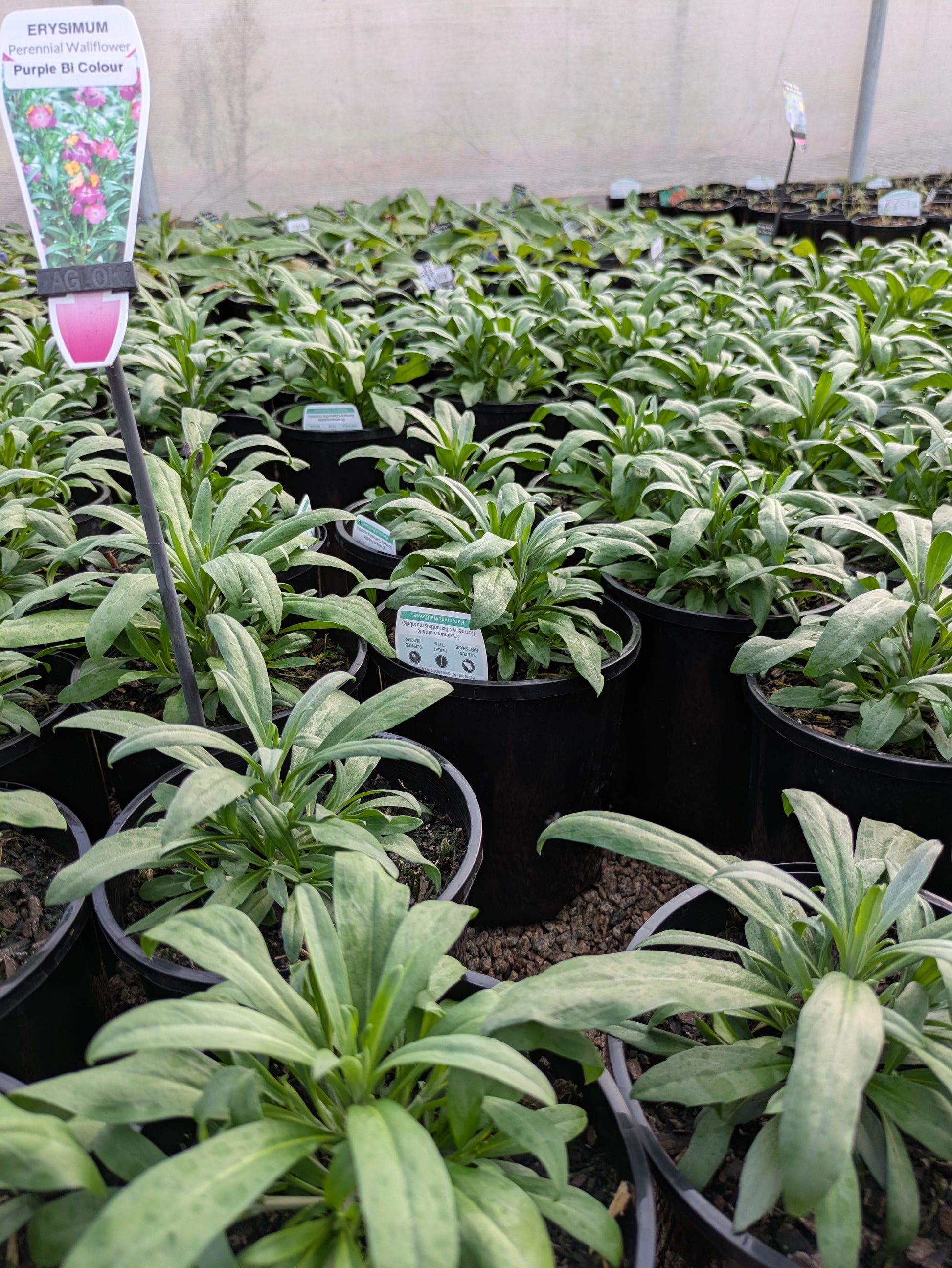 the plant broker