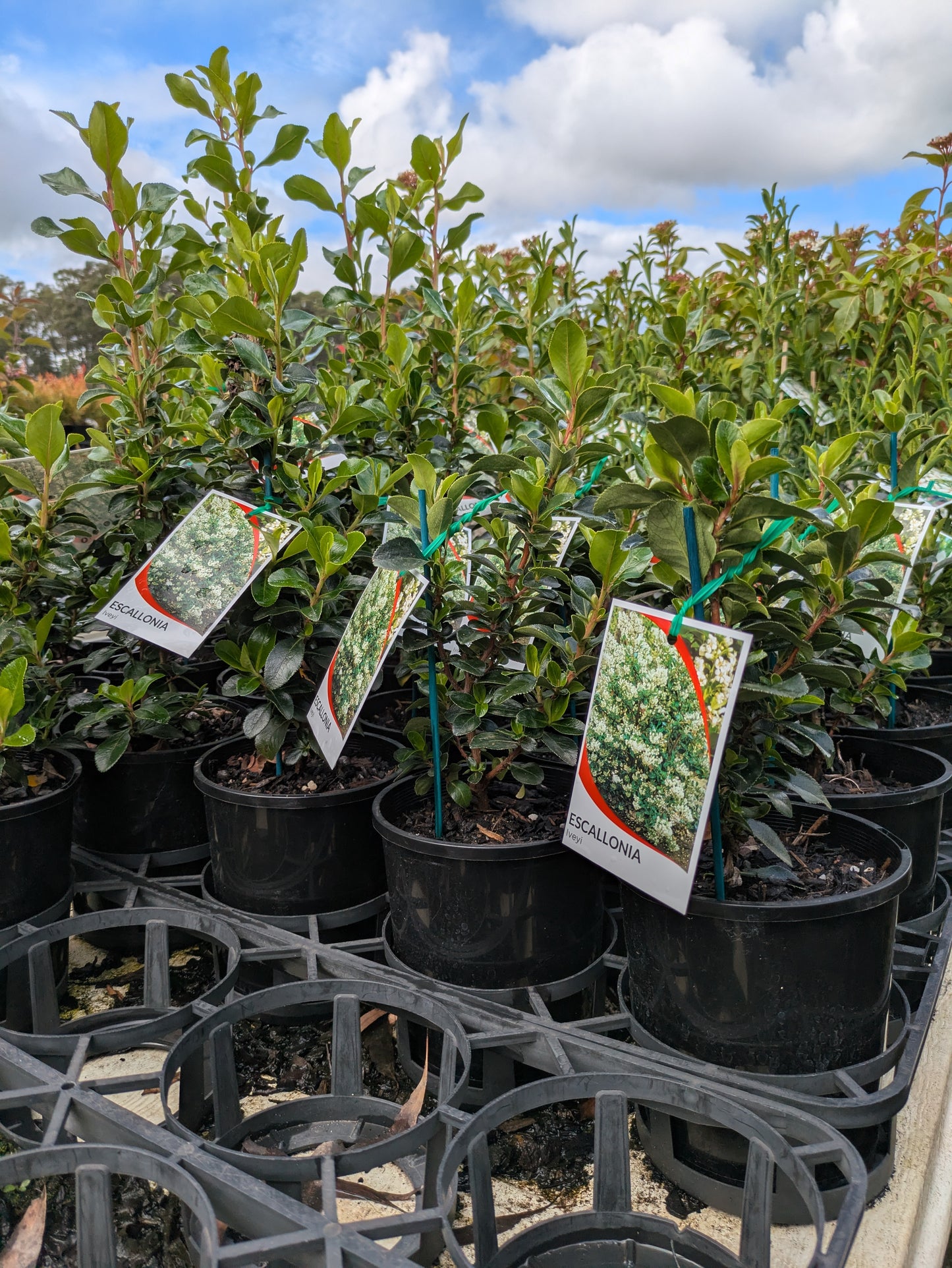 Escallonia Iveyi