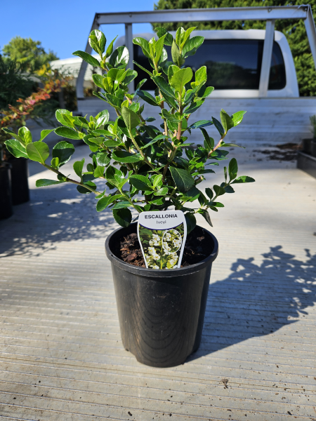 Escallonia Iveyi