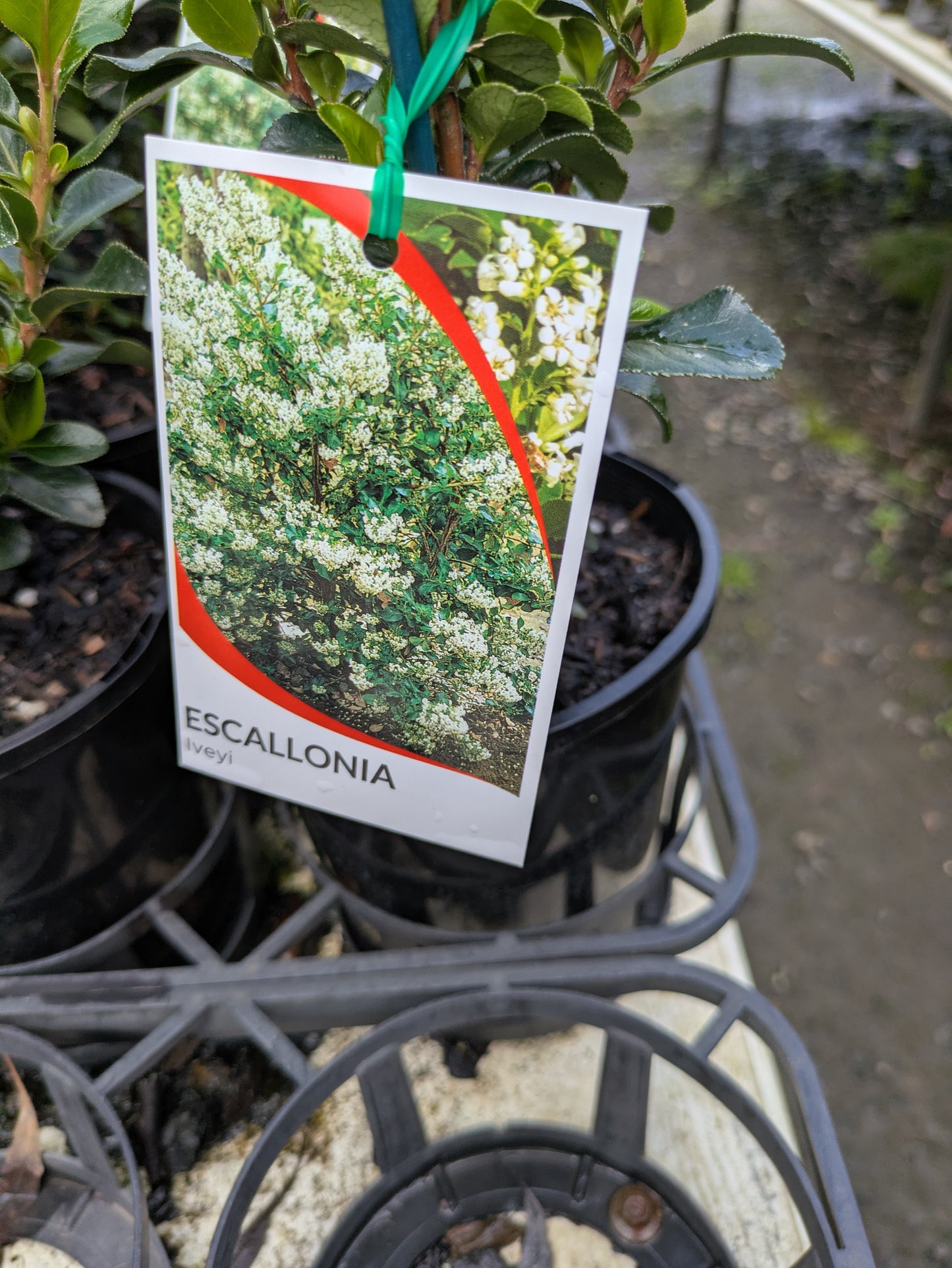 Escallonia Iveyi