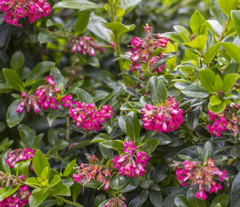Escallonia Red Knight