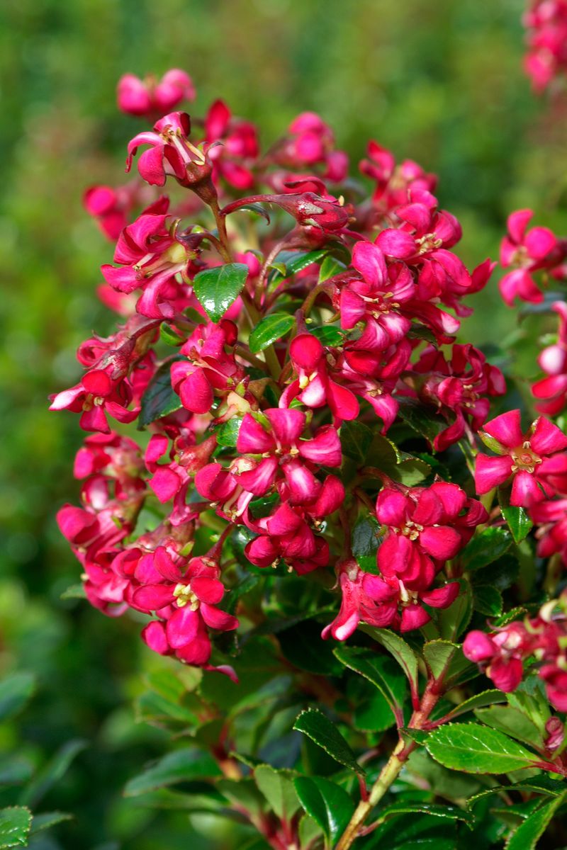 Escallonia ‘Dwarf Pink HEDGE WITH AN EDGE®’