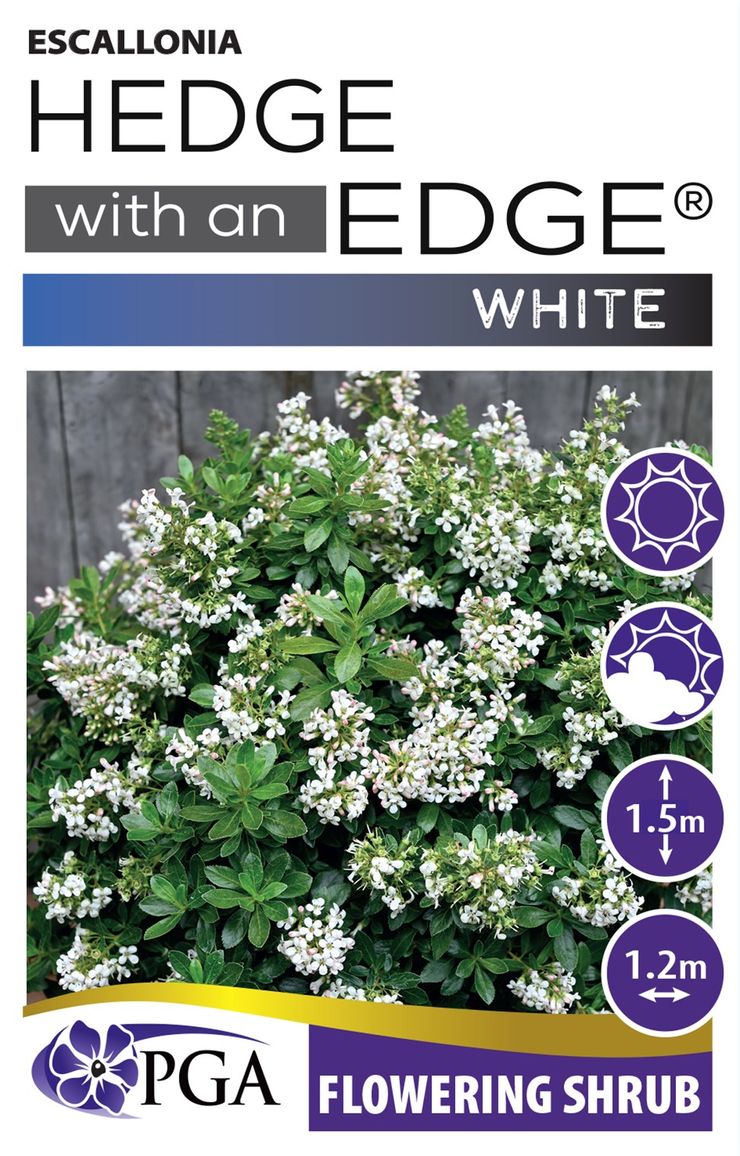 Escallonia ‘White HEDGE WITH AN EDGE®’