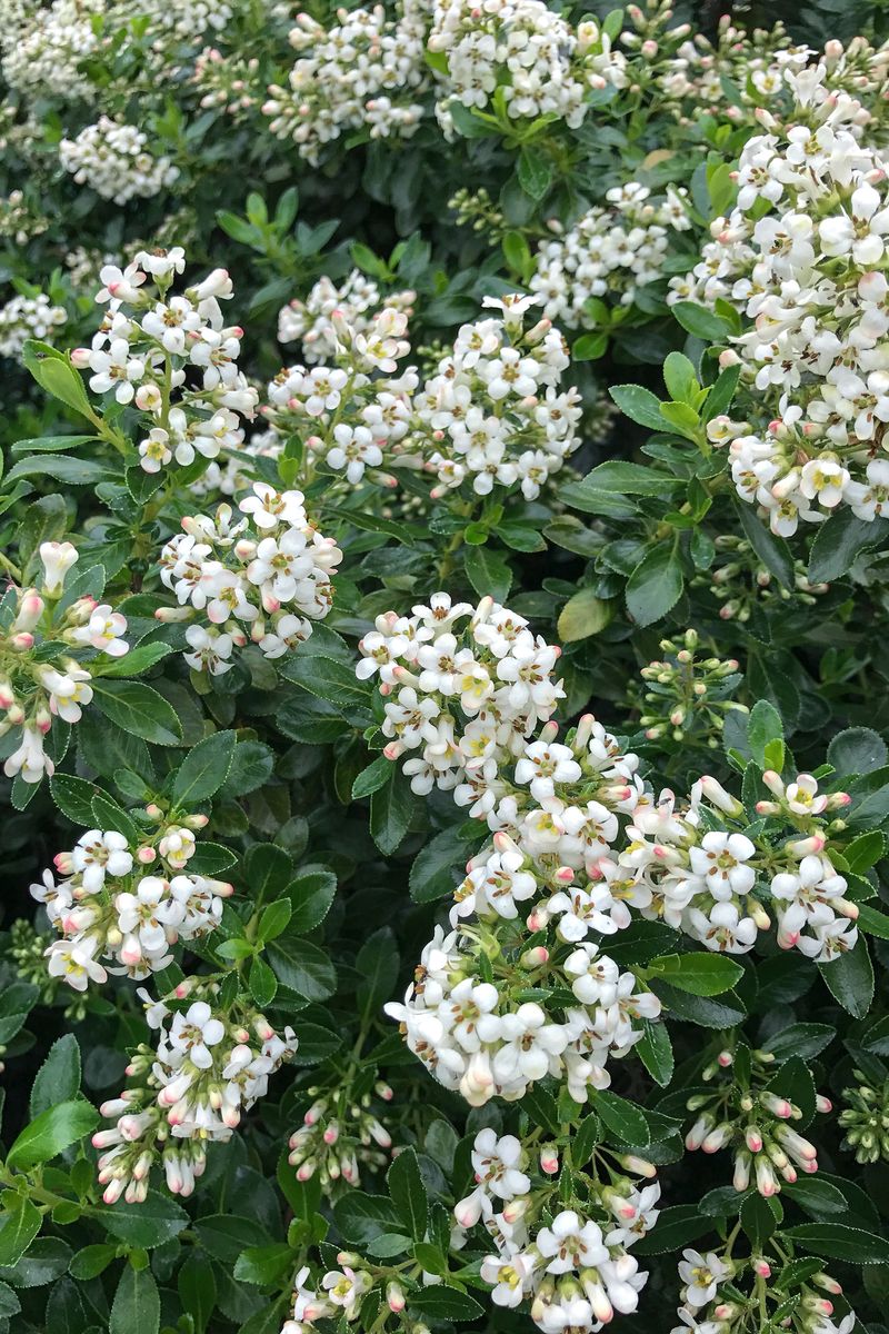Escallonia ‘White HEDGE WITH AN EDGE®’