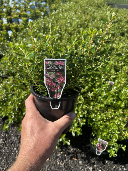 Escallonia macrantha Pink Pixie