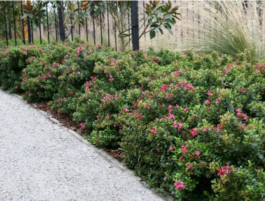Escallonia macrantha Pink Pixie