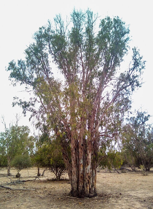 Eucalyptus camaldulensis