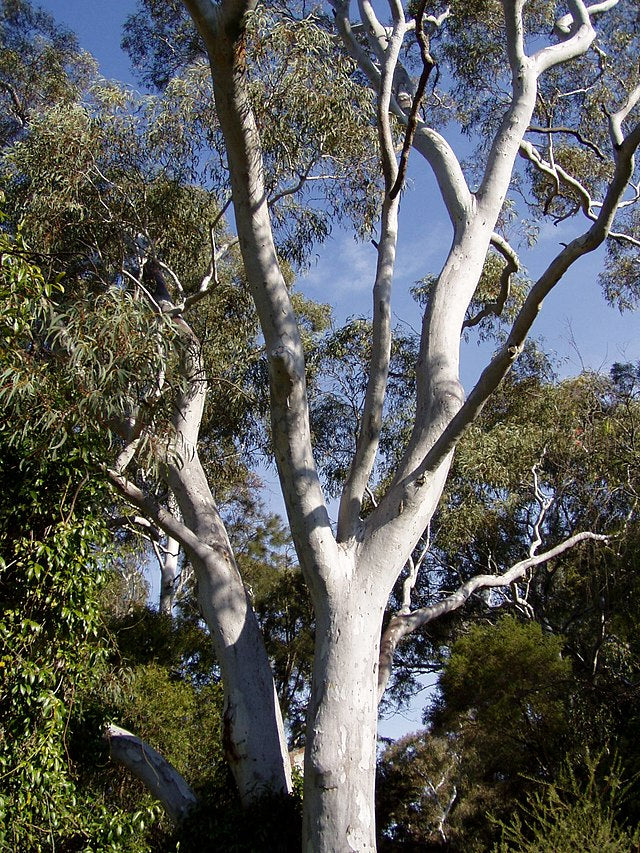 Eucalyptus mannifera