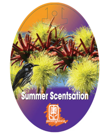 Eucalyptus olivacea Summer Scentsation