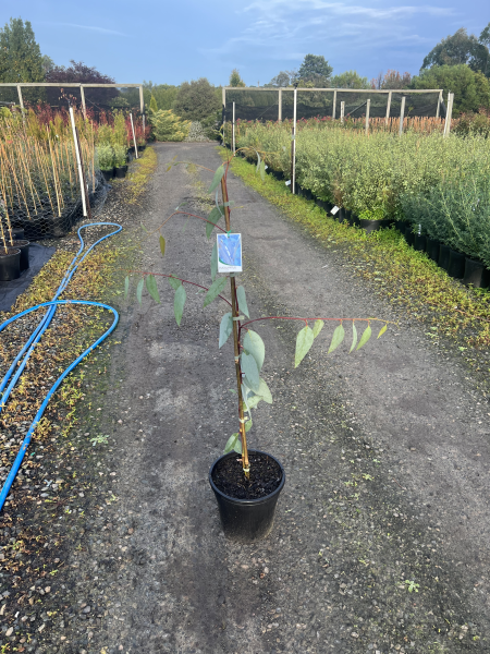 Eucalyptus pauciflora