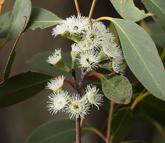 Eucalyptus pauciflora
