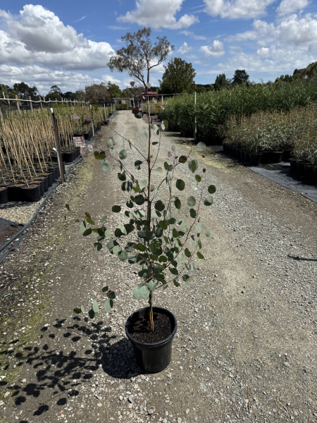 Eucalyptus polyanthemos