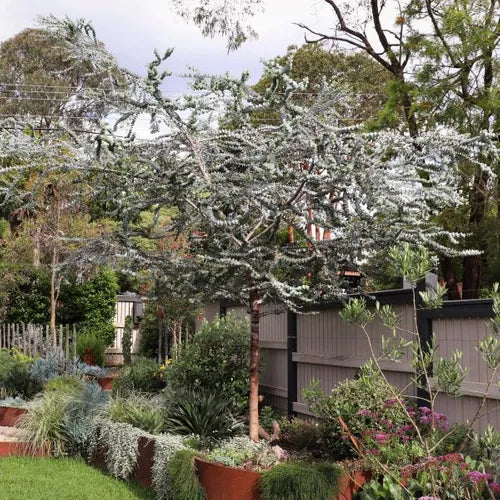 the plant broker
