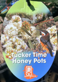 Eucalyptus wimmerensis Tucker Time® Honey Pots™