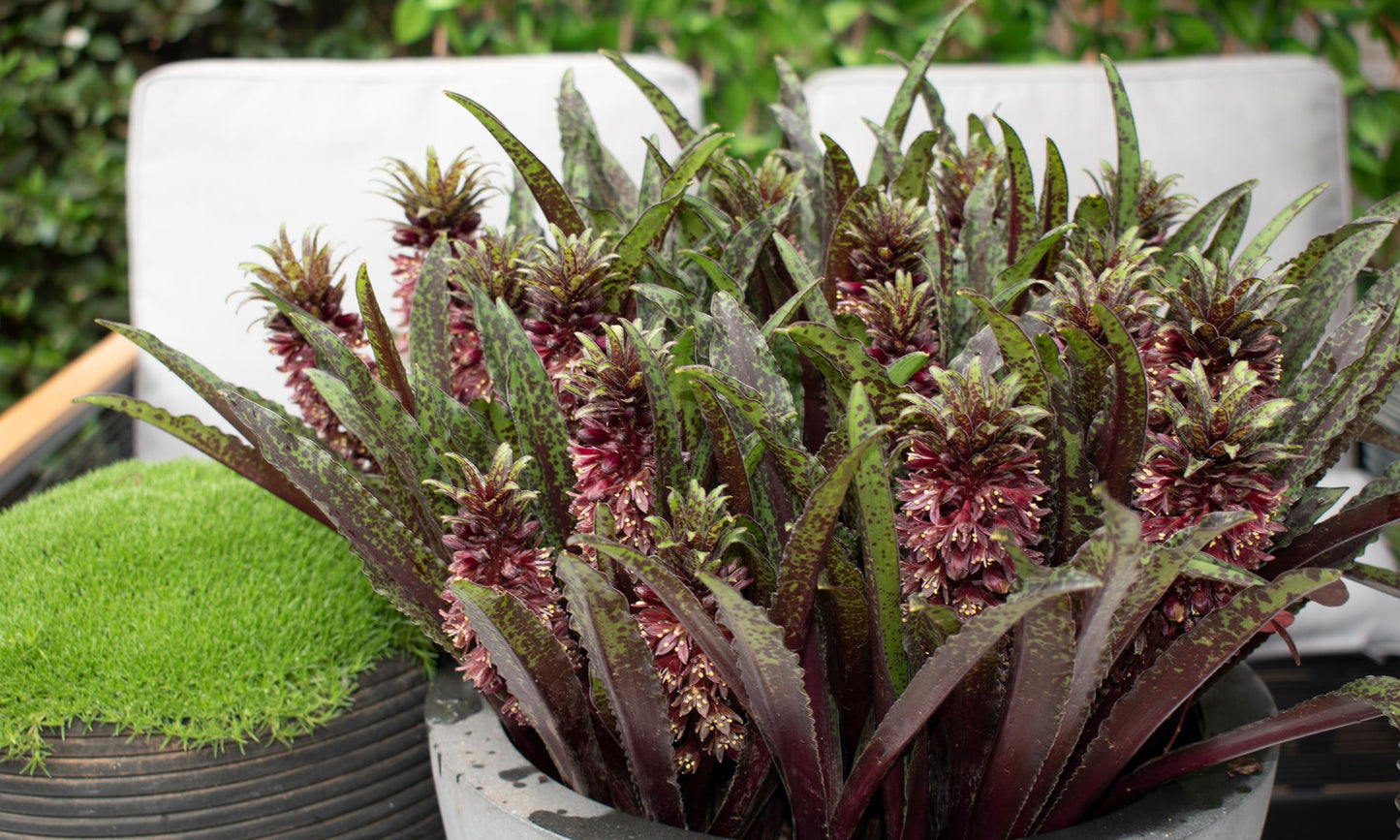Eucomis ‘Dark Star’