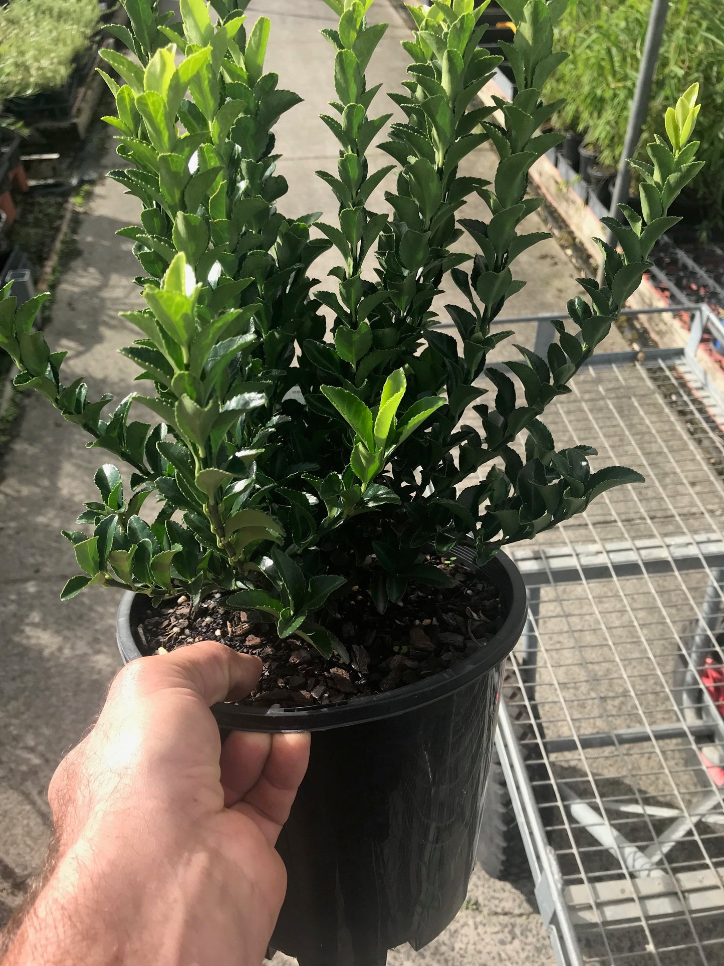 Euonymus japonicus Green Rocket