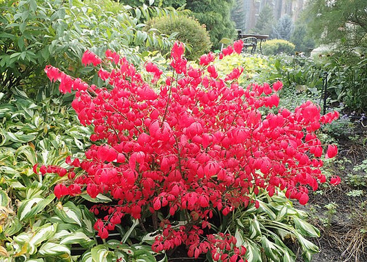 Euonymus alatus Compactus