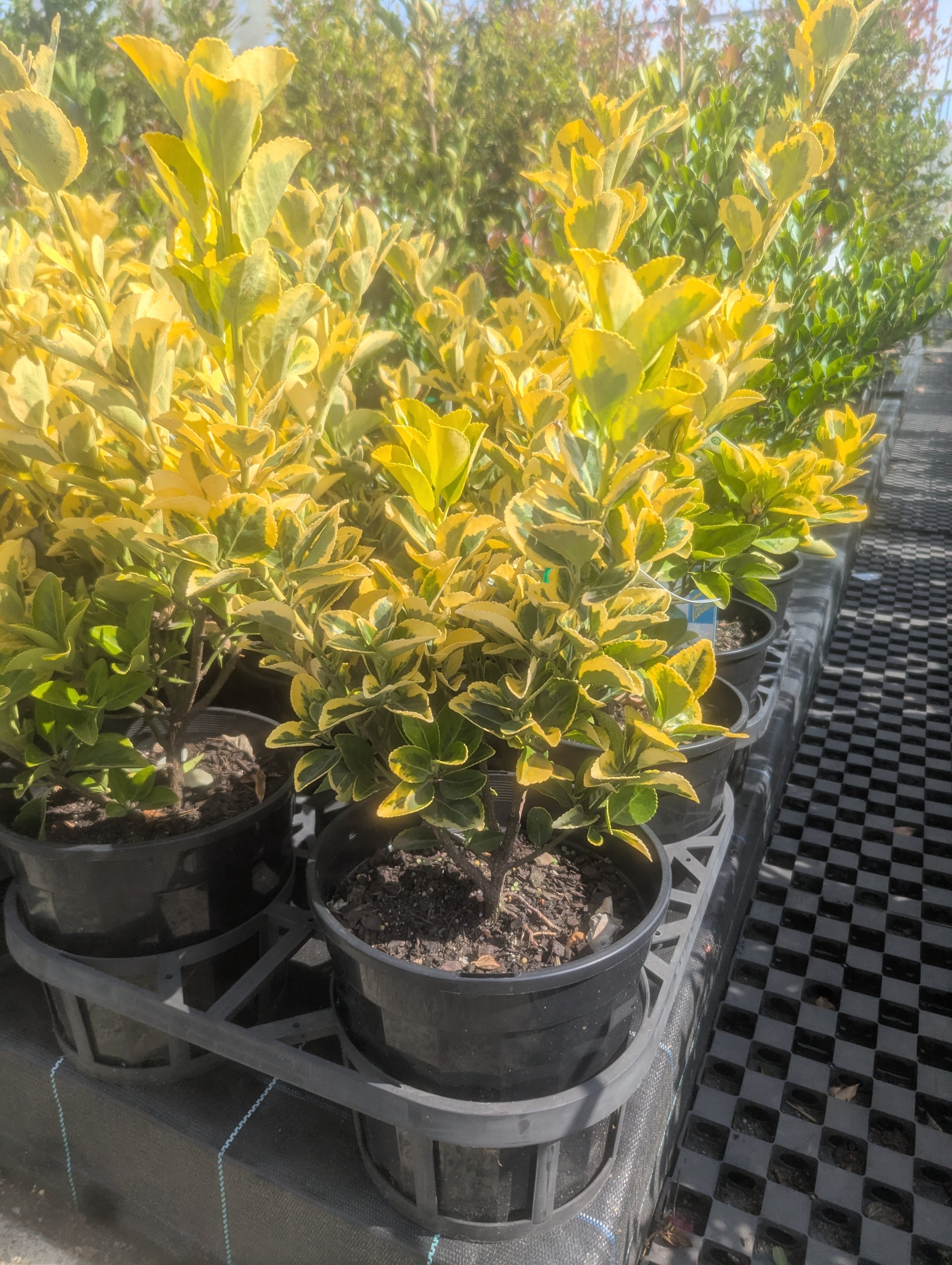 the plant broker
