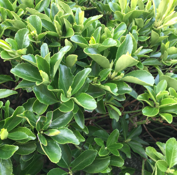 Euonymus japonicus Green Rocket