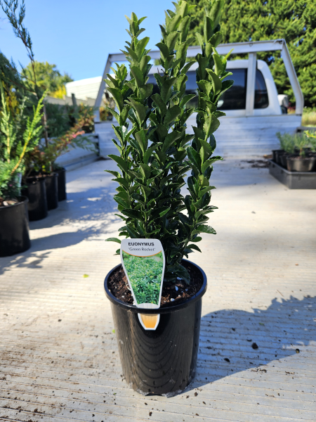 Euonymus japonicus Green Rocket