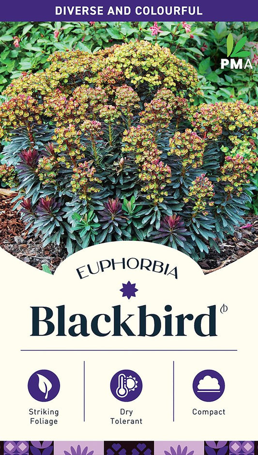 Euphorbia ‘Blackbird’