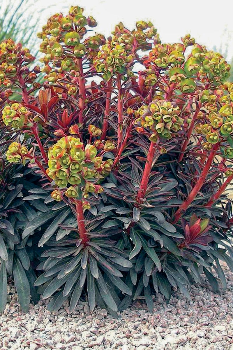 the plant broker