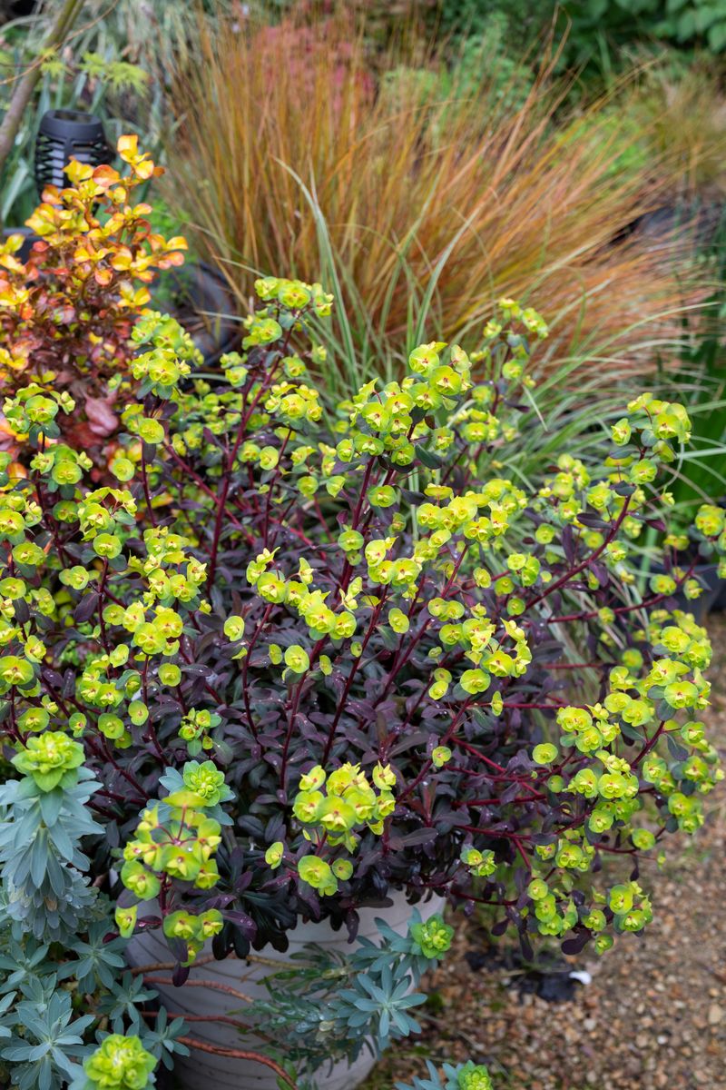 Euphorbia ‘Ruby Glow’