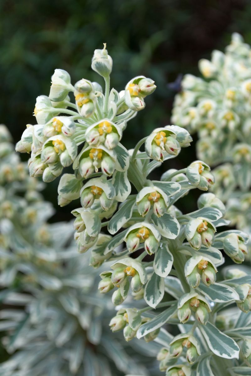 Euphorbia ‘Silver Swan’