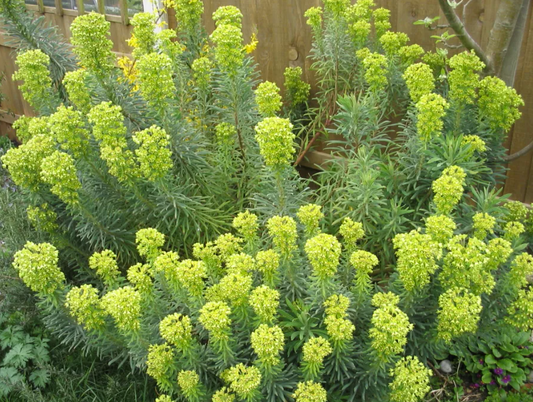 Euphorbia characias wulfenii