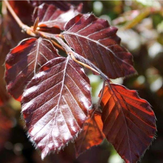 Fagus sylvatica Purpurea