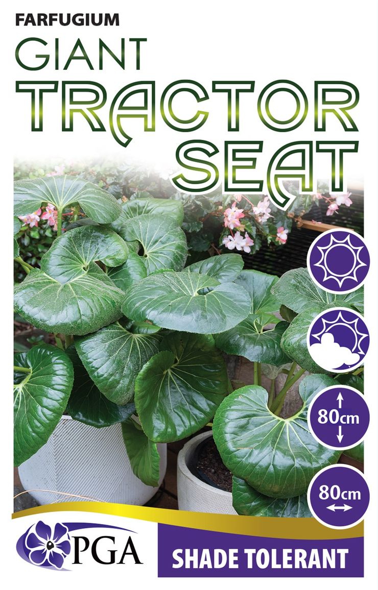 Farfugium ‘Giant Tractor Seat’