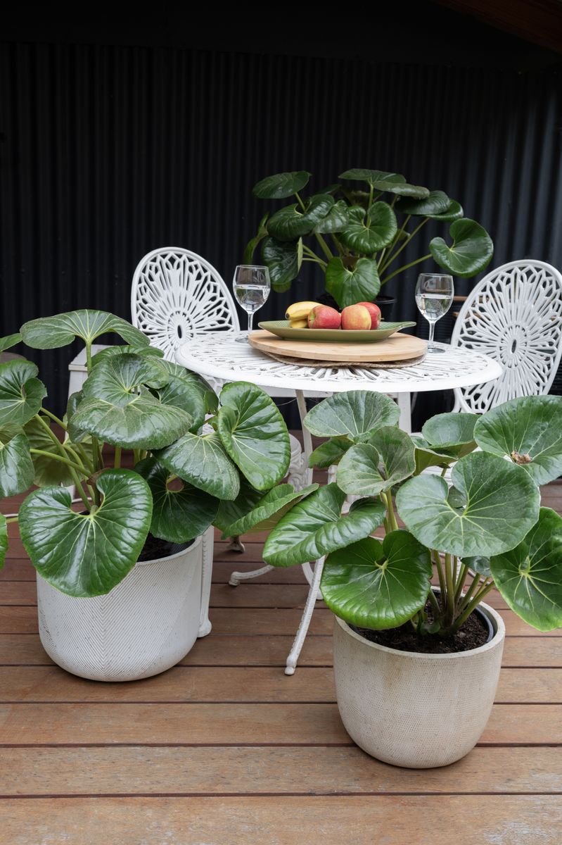 the plant broker