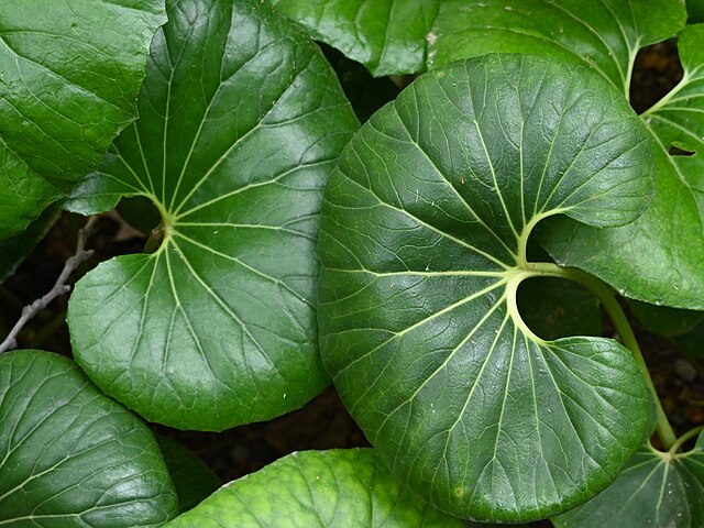 the plant broker